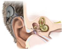 Allison Audiology & Hearing Aid Center, P.C. image 4